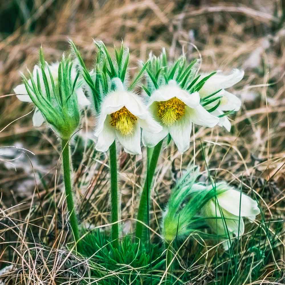Anemone Flower Seeds – Veggie & Flower Garden Seeds
