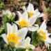 anemone seeds white