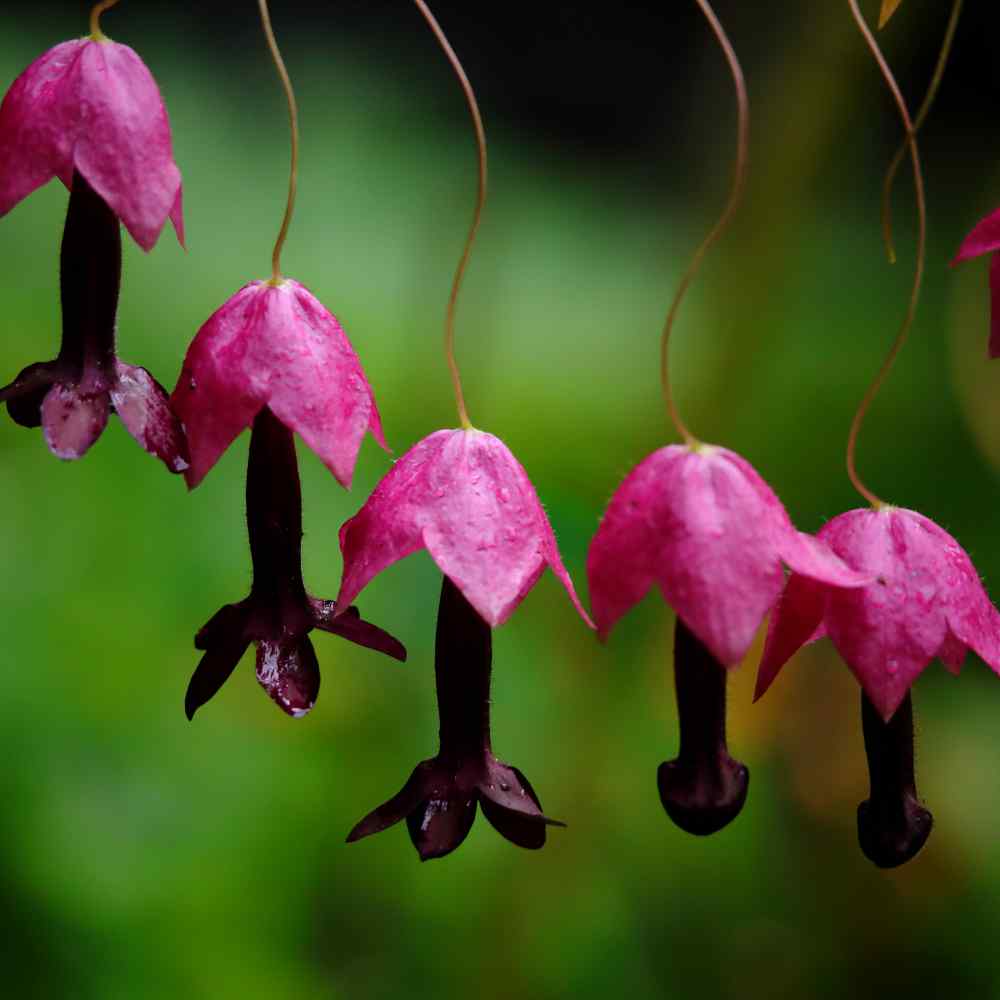 Rhodochiton Atrosanguineus Seeds