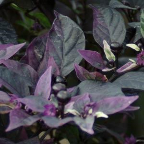 Capsicum Purple Flash