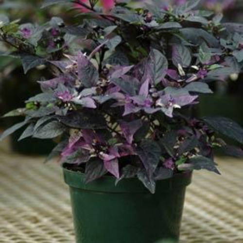 Ornamental Pepper Purple Flash