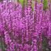 Purple Loosestrife Flower Seed