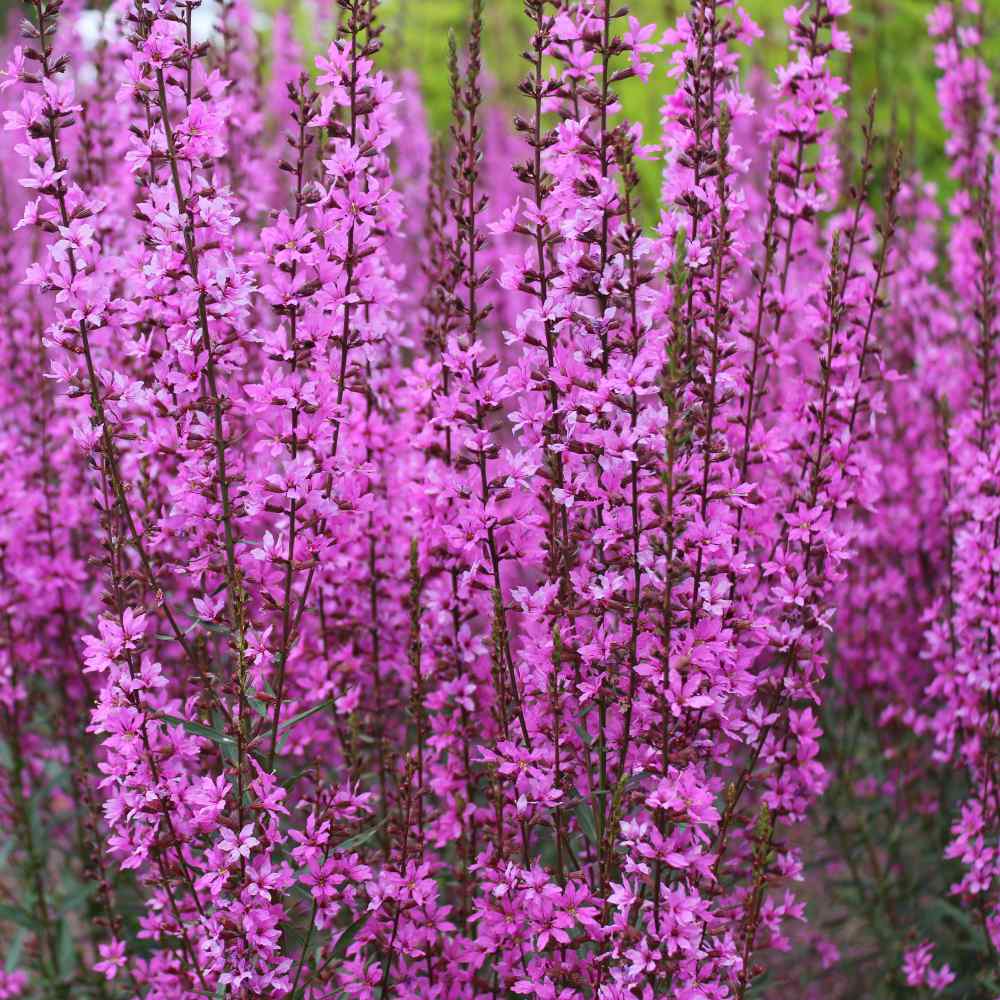 Lythrum Salicaria Wildflower perennial Purple Loosestrife 23 000 SEEDS 