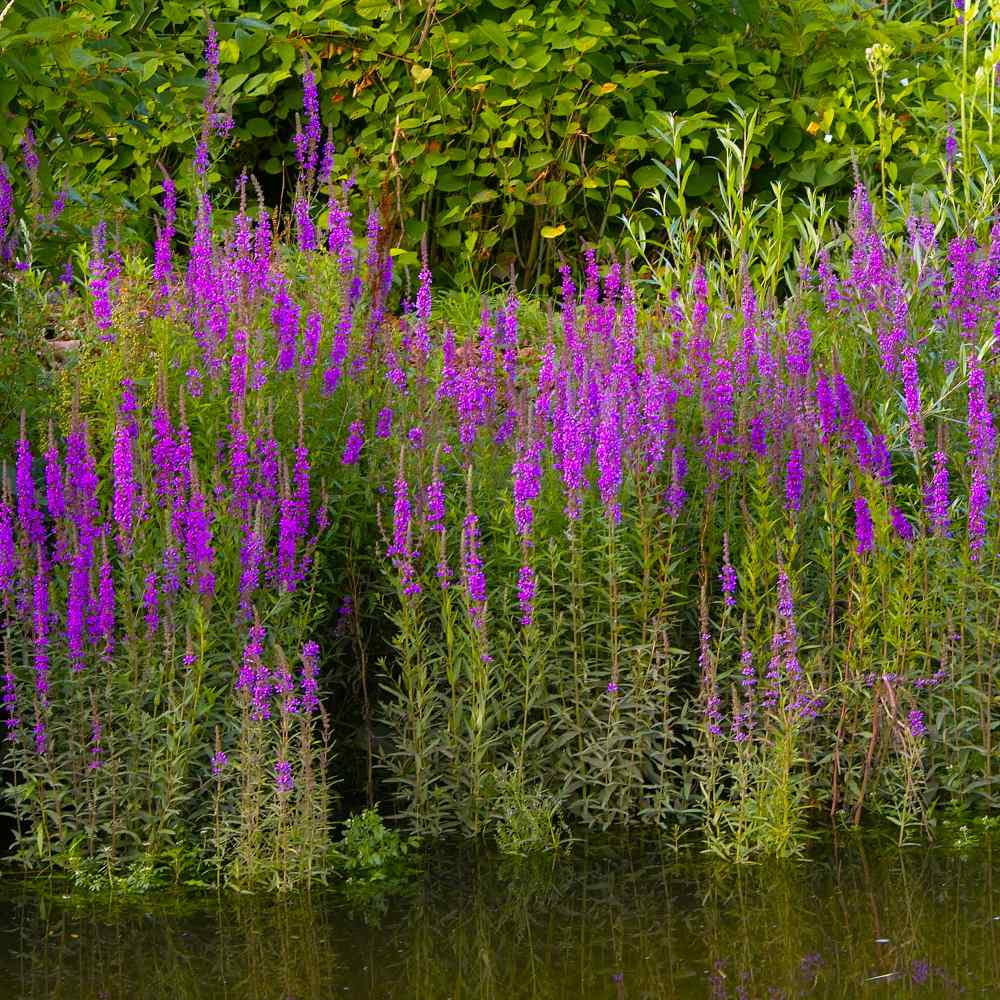 Perennial Marginal Bog Plant Lythrum salicaria Purple Loosestrife X 200 SEEDS 
