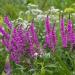 Purple Loosestrife Water Plant