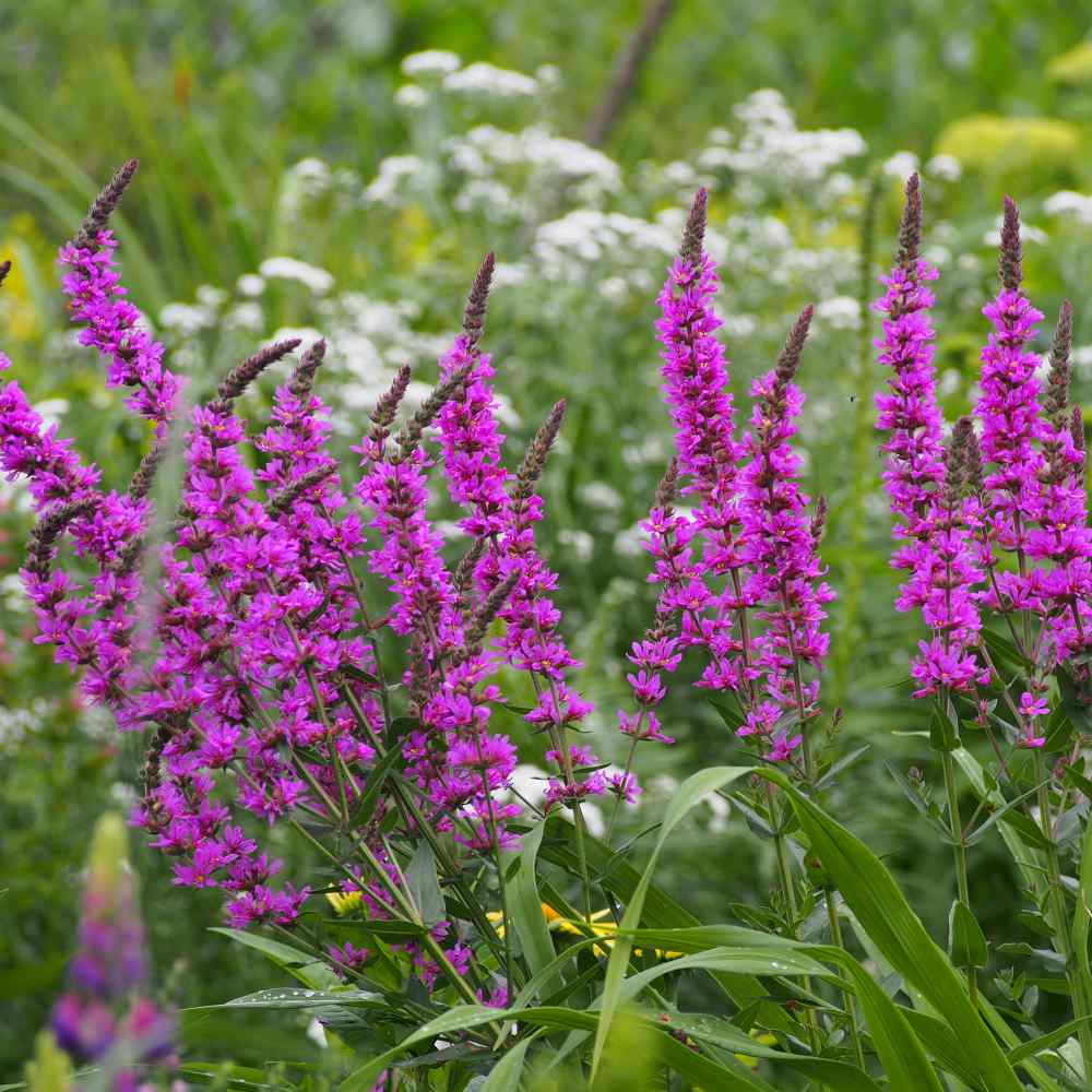 25+ seeds NICE and MEDICINAL Lythrum Graines Purple Loosestrife E 022 