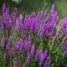 Purple Loosestrife Swamp Plant