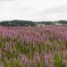 Perennial Purple Loosestrife