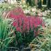 Lythrum Salicaria Flowers