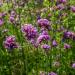 thumbnail image 2 of Purpletop Vervain Flower Seeds – Verbena Bonariensis – Native Wildflower Herb Tea – Drought Resistant Perennial – 94% Germination 2 of 5