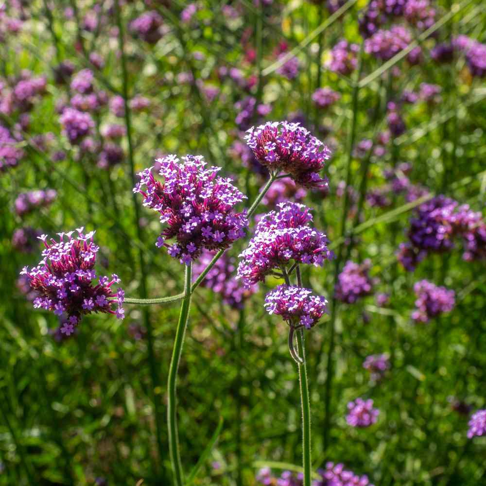 Brazilian Verbena Plant