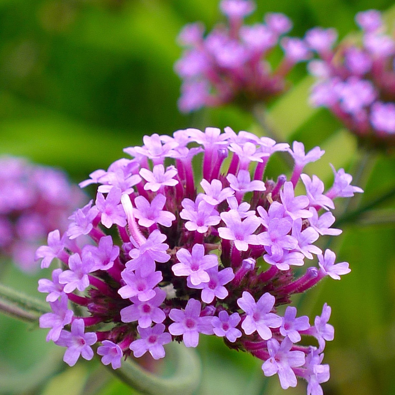 Purple Verbena Seeds For Planting Purpletop Vervain Garden Flower Seed