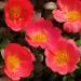 Portulaca Scarlet Shades Succulent