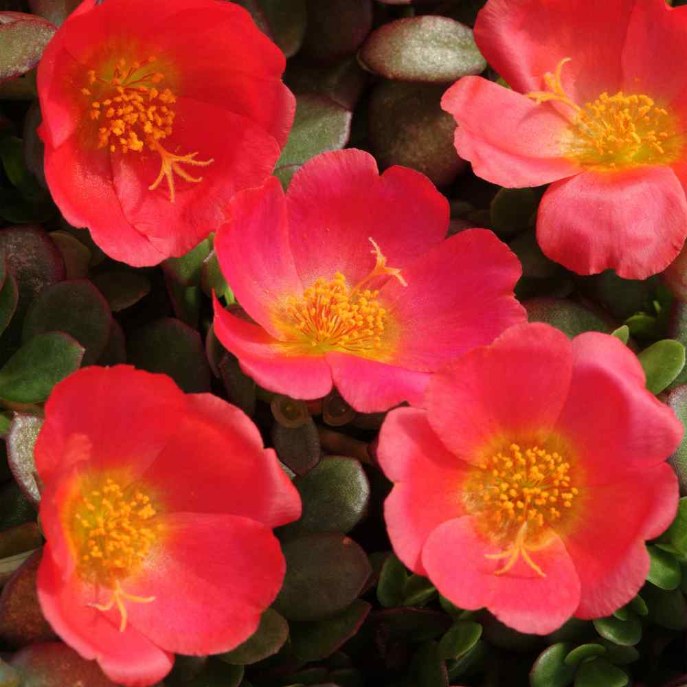 These Portulaca Oleracea Are...