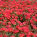 Purslane Scarlet Shades Ground Cover Plant