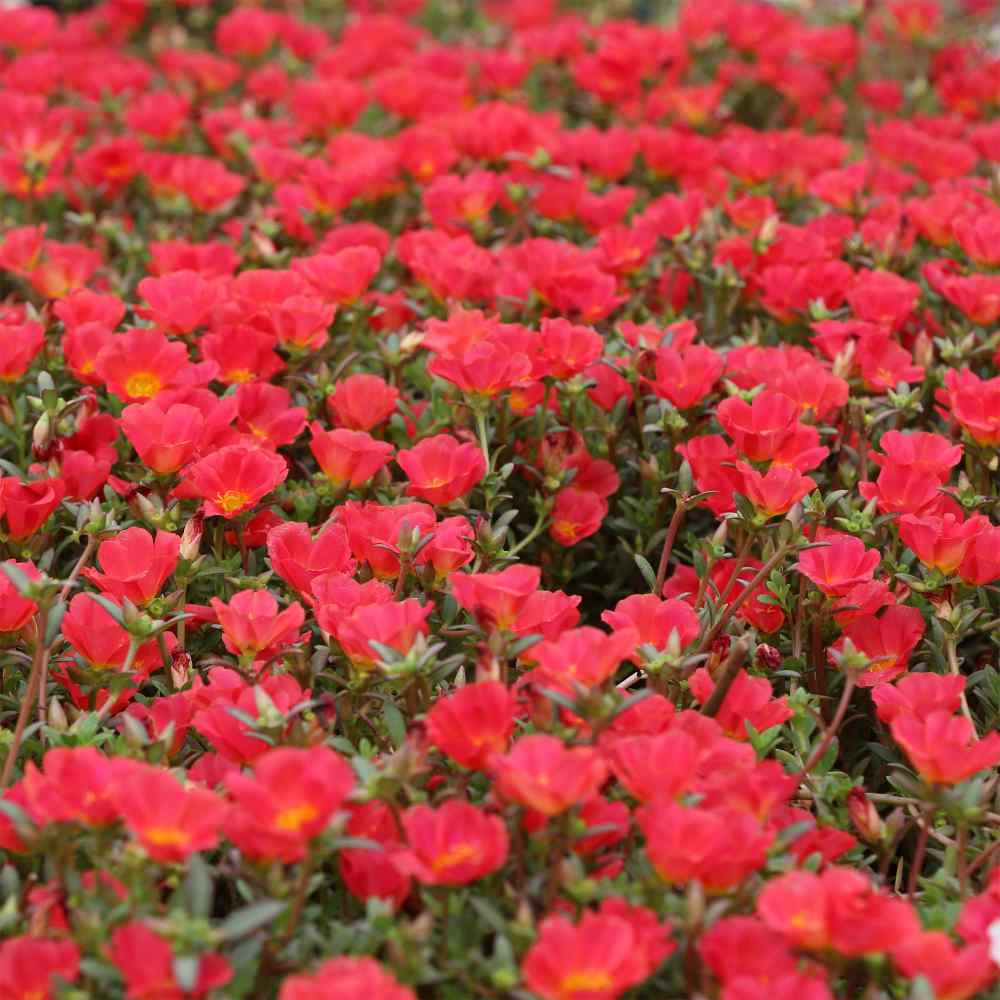 Purslane Seeds | Scarlet