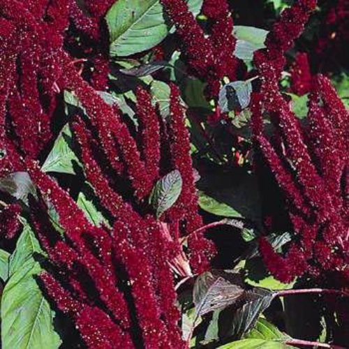 Amaranthus Seeds - Amaranthus Hypochondriacus Pygmy Torch Flower Seed