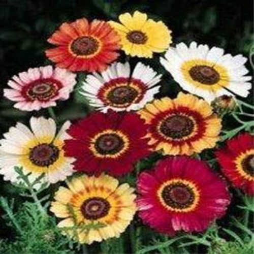 The 45-Second Trick For When To Grow Chrysanthemum Seeds