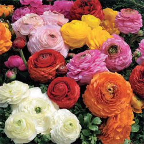 persian magic flowers persian magic flowers