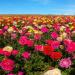 Ranunculus Magic Flower Seed Mix