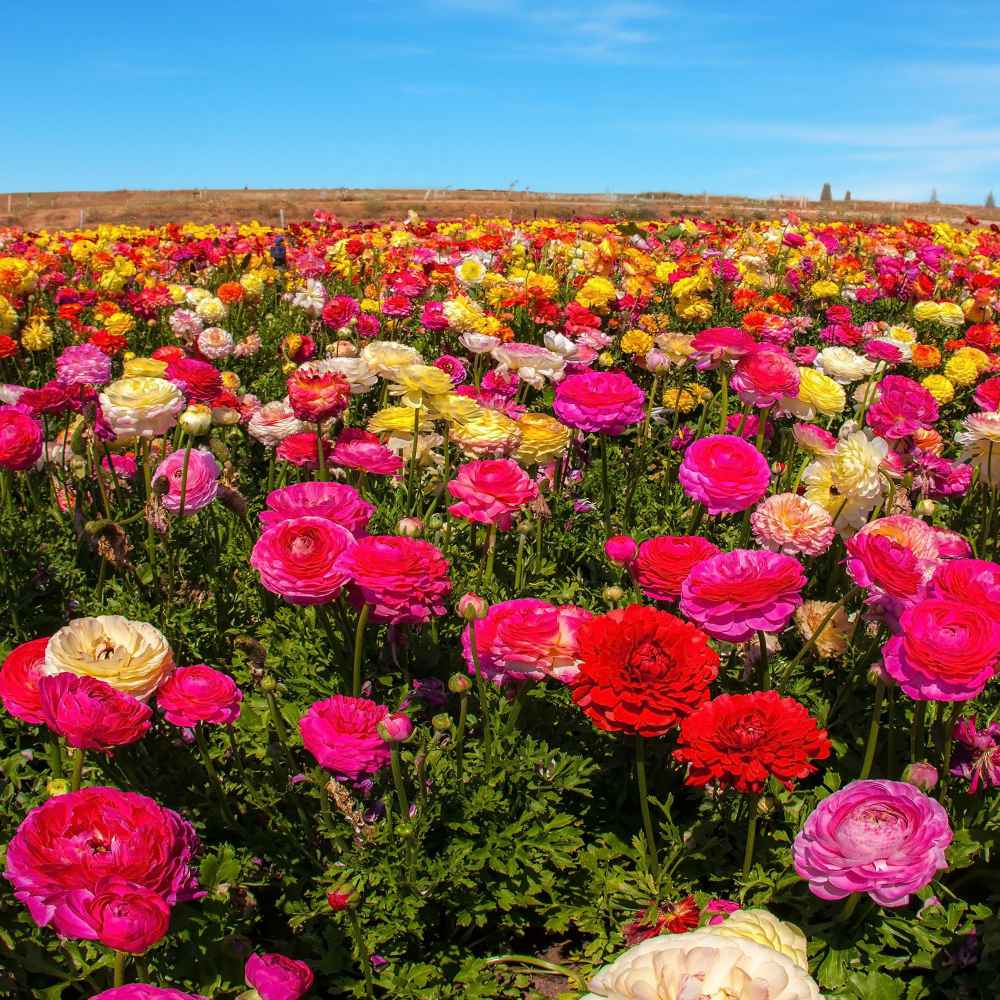  Ranunculus Seeds | Magic