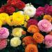 Ranunculus Mache Flower Mix