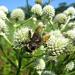 rattlesnake master seeds