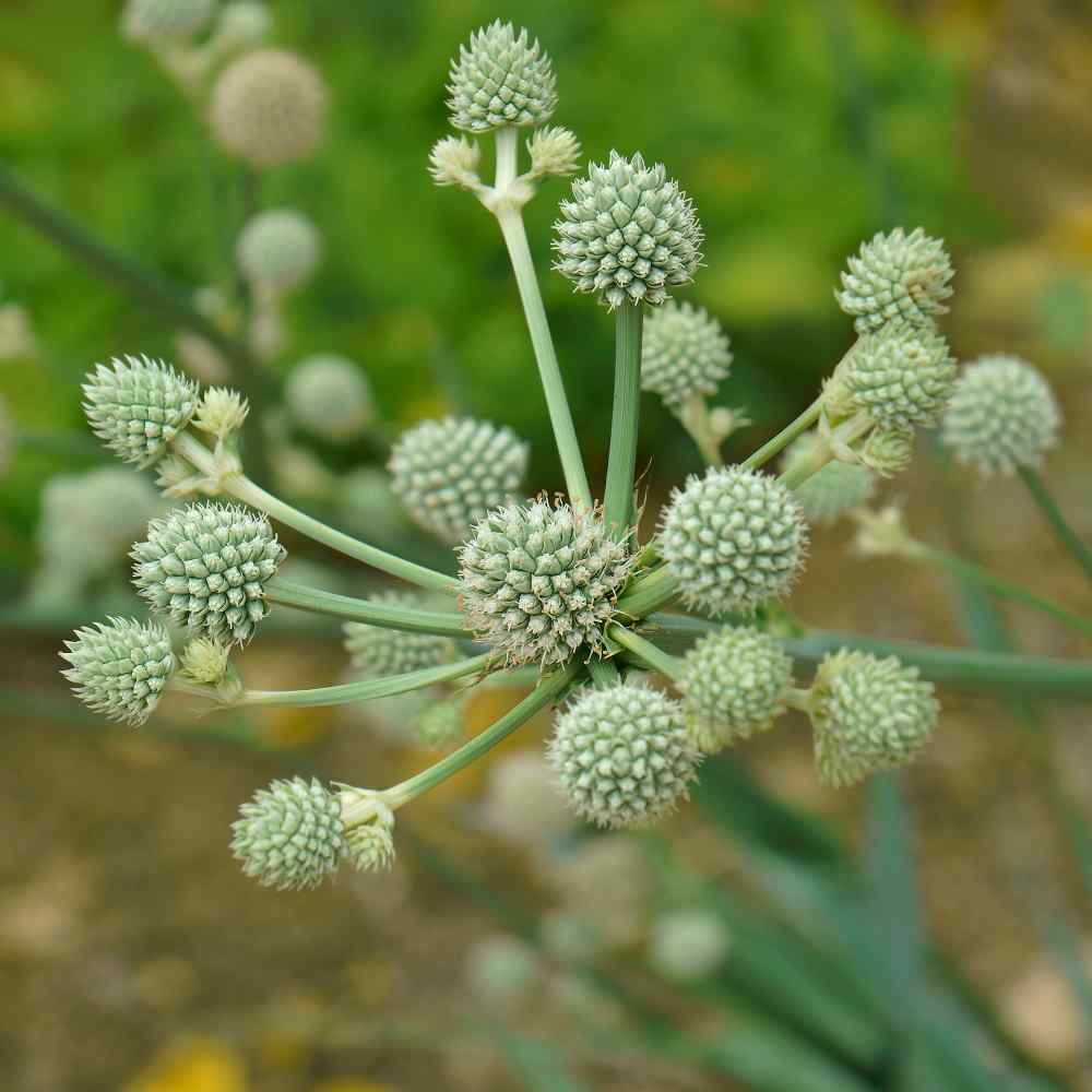 Eryngium Seeds - Rattlesnake Master Flower Seed