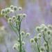 Rattlesnake Master Plants