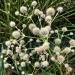 Eryngium Yuccifolium Flower