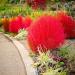 Kochia Red Burning Bush Plant