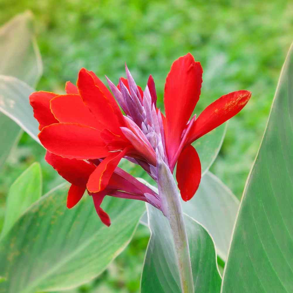 Canna Seeds Grow Red Canna Lily From Flower Seeds