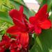 Red Canna Flowers