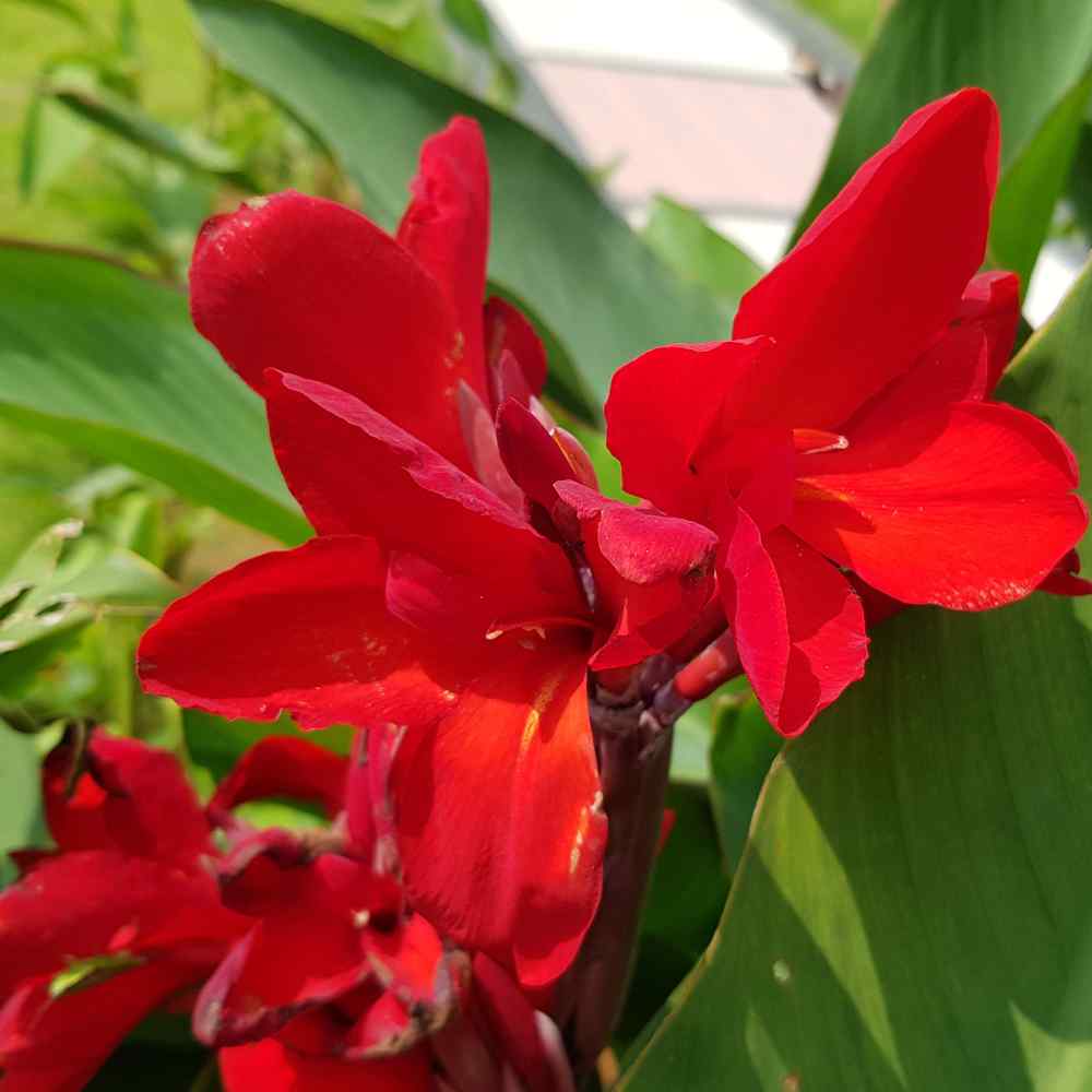Canna Seeds Grow Red Canna Lily From Flower Seeds