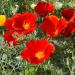 California Poppy Red Chief