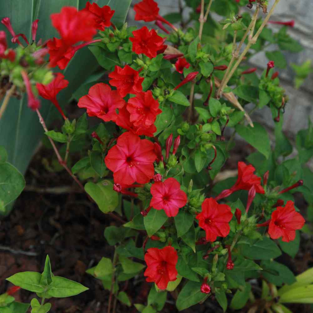 Four O Clock Seeds Mirabilis Jalapa Red Flower Seed