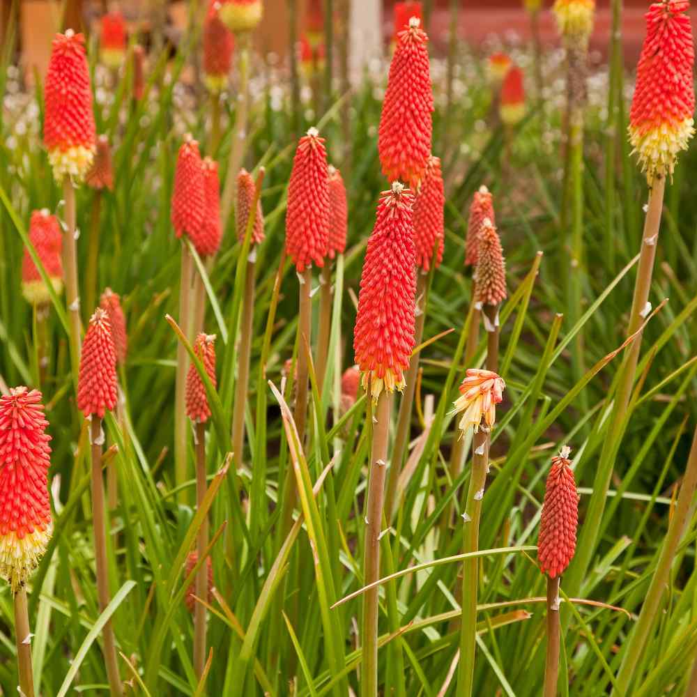 Pictorial Pack 30 Seeds Flower Johnsons Seeds Red Hot Poker Flamenco 