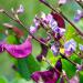 Hyacinth Bean Redleaved Vine