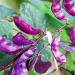 Hyacinth Bean Redleaved Plant