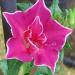 Ipomoea Nil Red Picotee Vine Flower