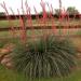 Red Yucca