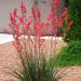 Red Yucca Drought Tolerant Plants