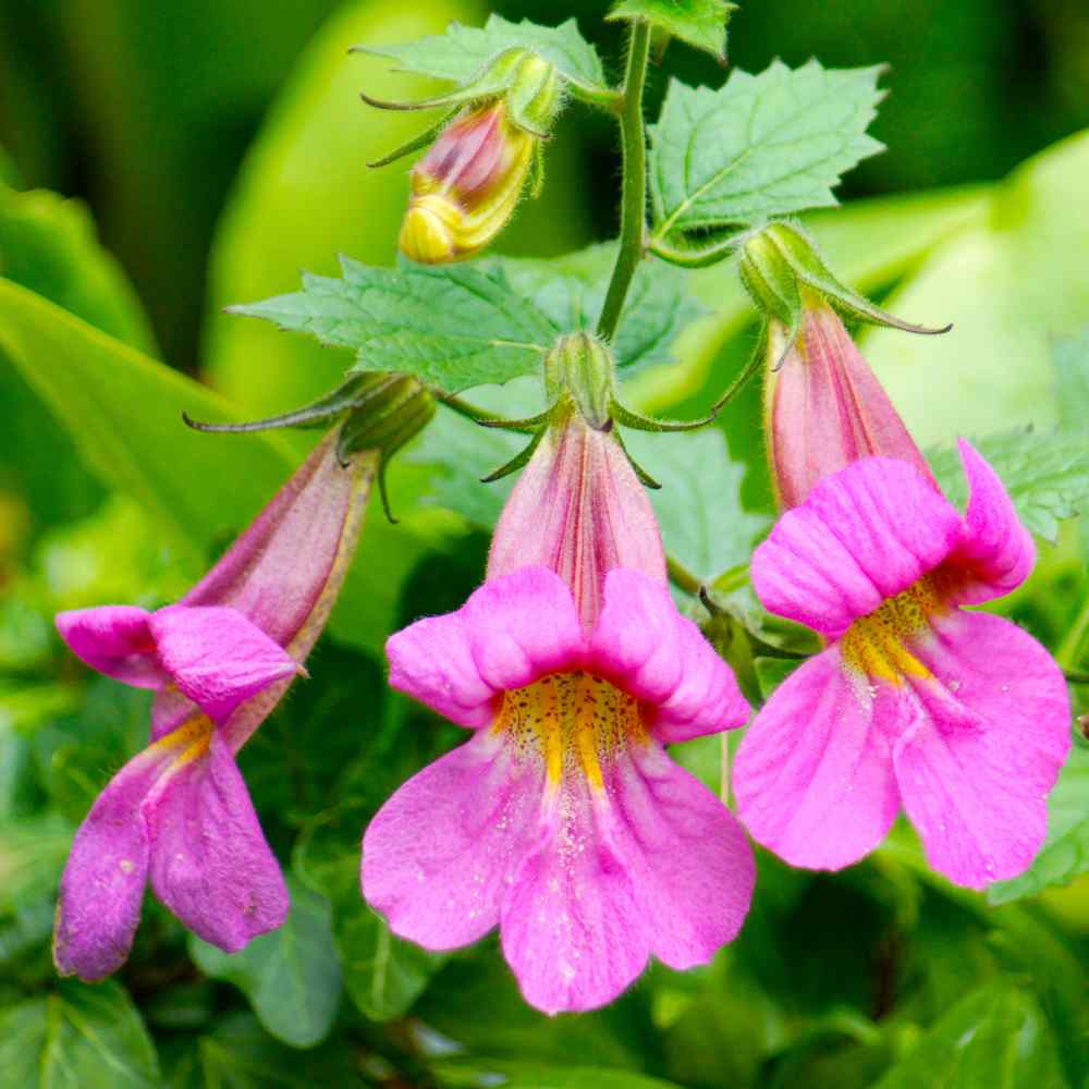 Chinese Foxglove Plants