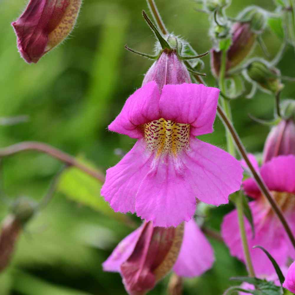 Rehmannia Angulata Rosy Purple Flowers