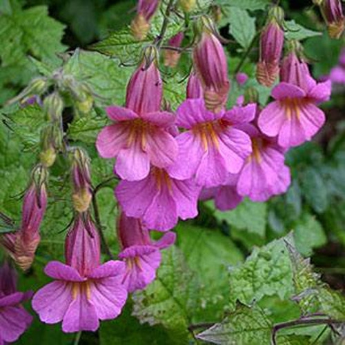 Chinese Foxglove Flowers