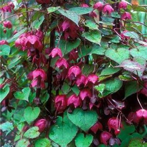 Rhodochiton