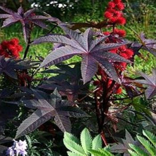 Castor Bean Gibsonii