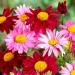 Chrysanthemum Coccineum Robinson's Mix