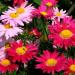 Chrysanthemum Robinson's Flower Mix