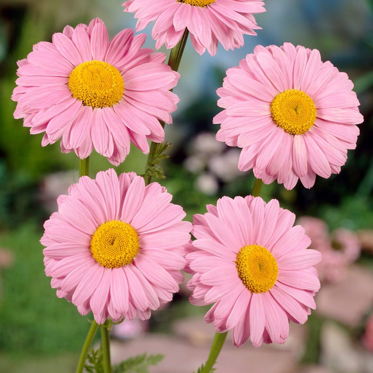 Vibrant Cut Flower!